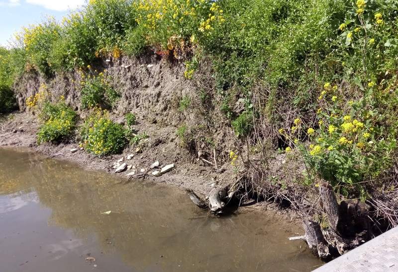 Restauration de berges à Arçais niveau de la Sèvre niortaise ponctuellement abaissé